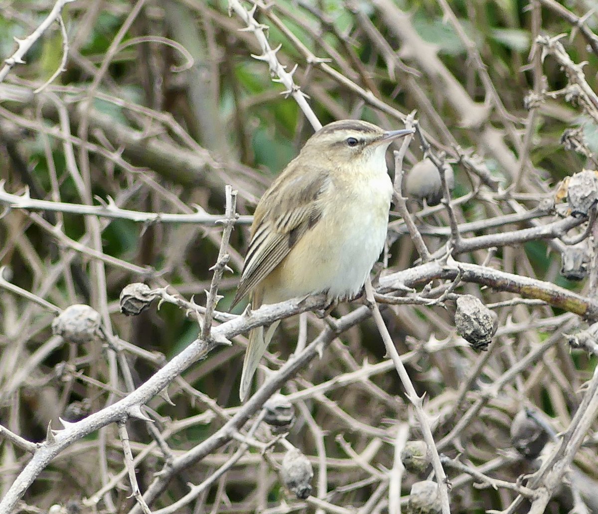 Truthfully I don’t normally get views of Sedge Warbler like I did at CHMeadows Gloucestershire this morning