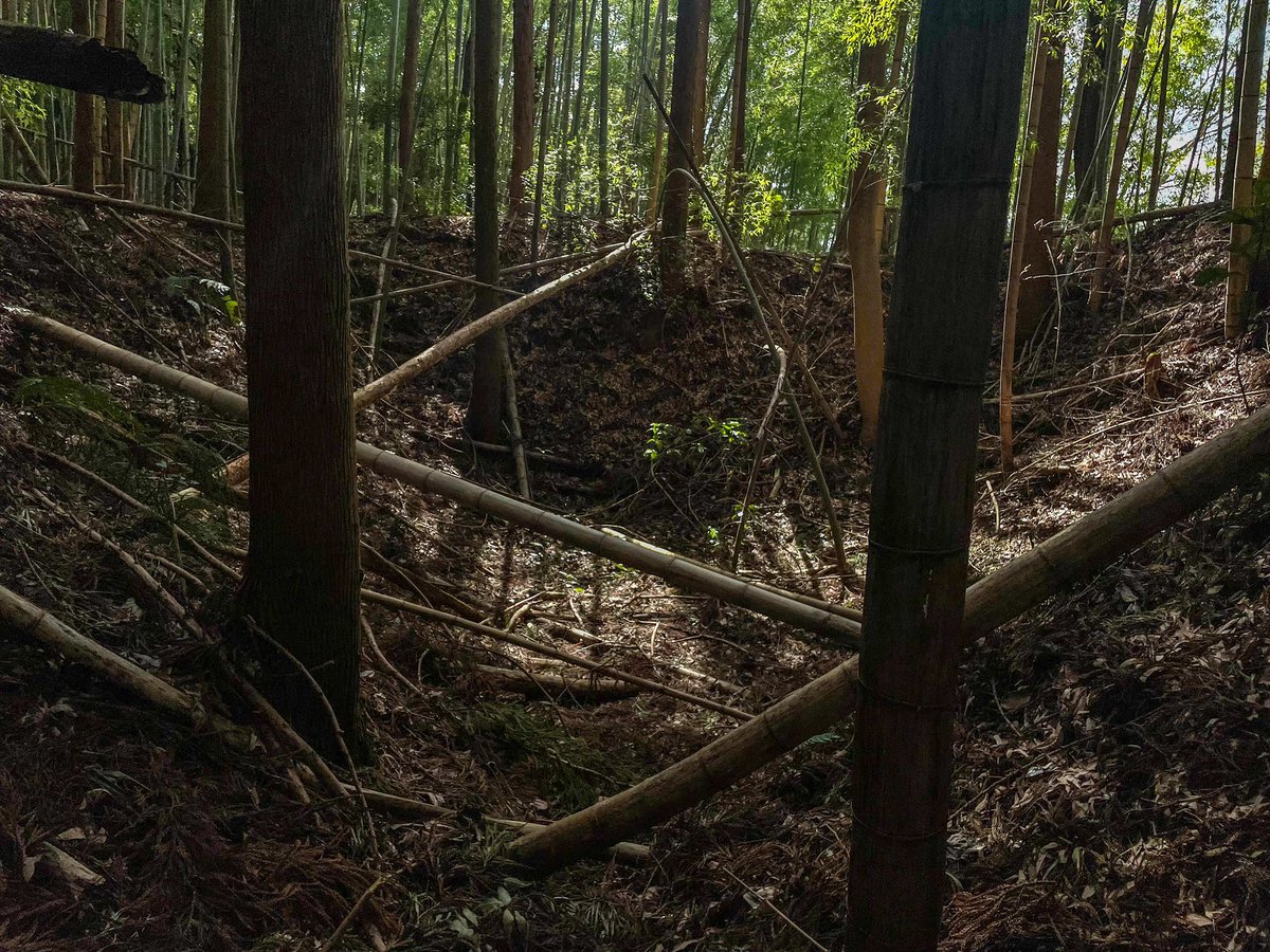 sunnonkai_tw's tweet photo. 黒羽城（栃木県大田原市）
本丸、二の丸の土塁や空堀、桝形虎口など近世城郭の遺構と芭蕉館（三の丸）西側、那珂川方向の横堀や堀切、囮虎口といった戦国時代の遺構が混在。竹が群生し進むのは容易ではない。広い無料駐車場あり。見学時間は1時間半。(2024/2/14)
#城 #栃木県 #大田原市 #黒羽城 https://t.co/oBjNpS0j1L