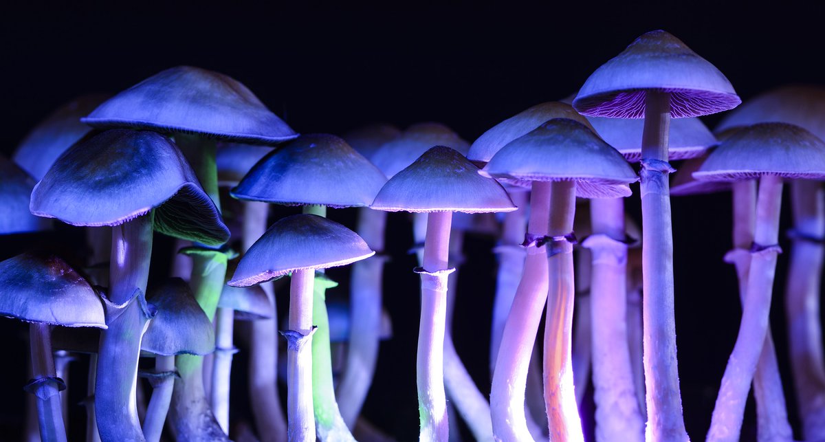 A new study finds that using psychedelic mushrooms is not associated with an increased belief in God but it can make people more likely to think that plants, animals, rocks, robots and even the universe as a whole have consciousness. marijuanamoment.net/psychedelic-mu…