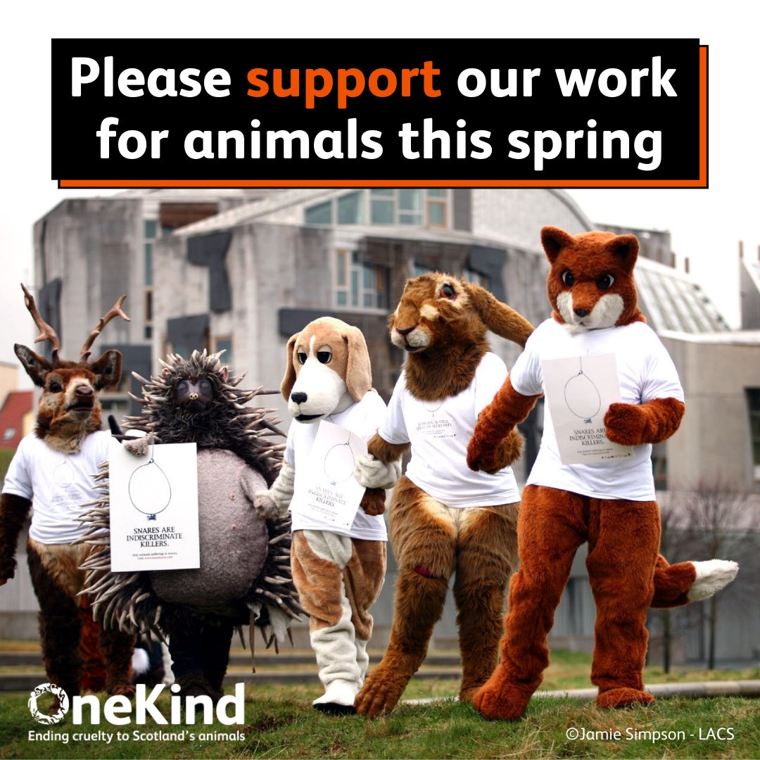 🦊 Will you help us continue the fight for animals in 2024? 💪 We are determined to achieve even more successes for animals this year, but we cannot do it alone. 👉 Please learn more about our campaigns & how your donations are vital: onekind.org/Appeal/spring-… 🙌 Thank you!