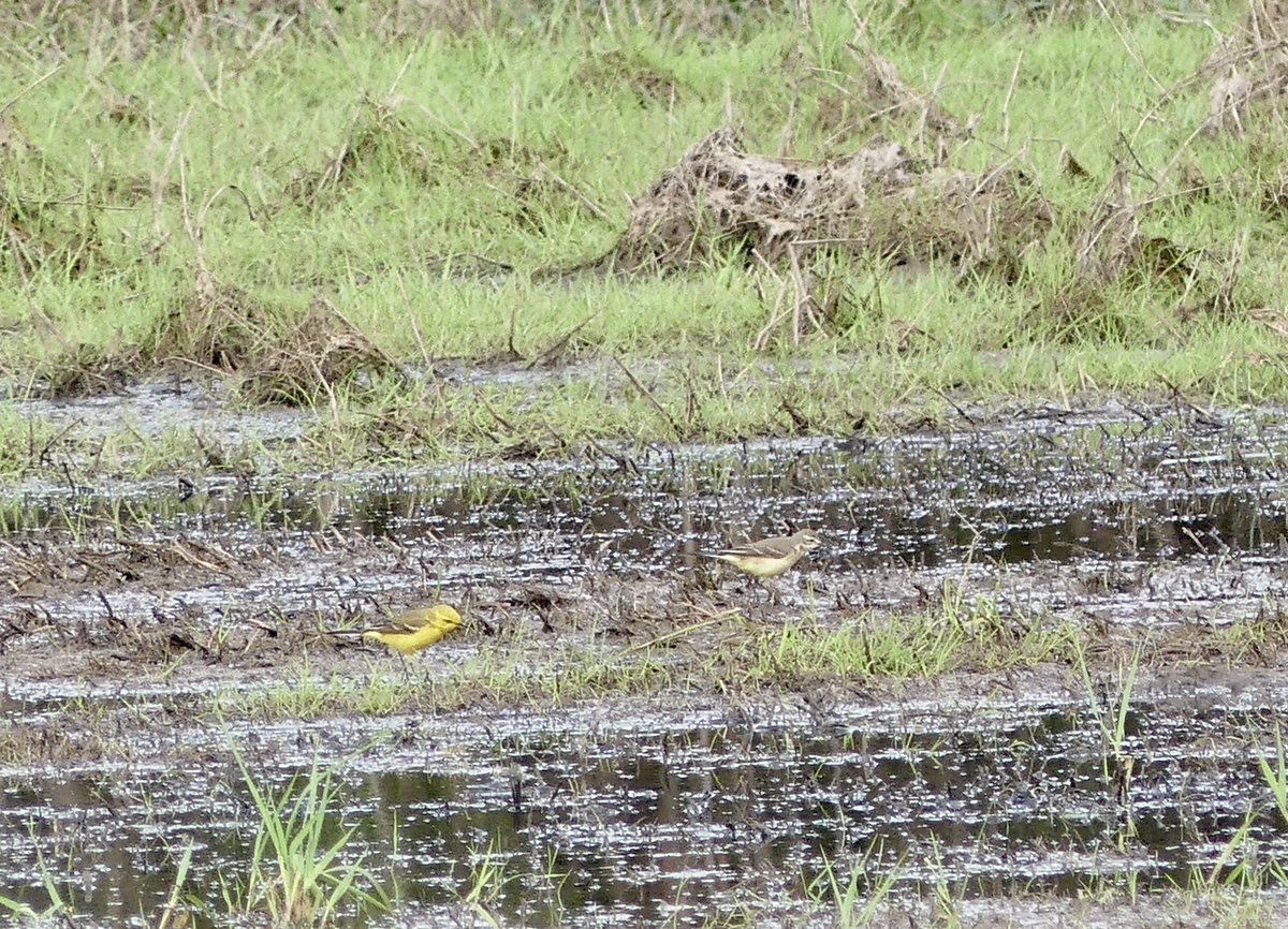 Two definite pairs of Yellow Wagtail at Coombe Hill Meadows this morning #GlosBirds
