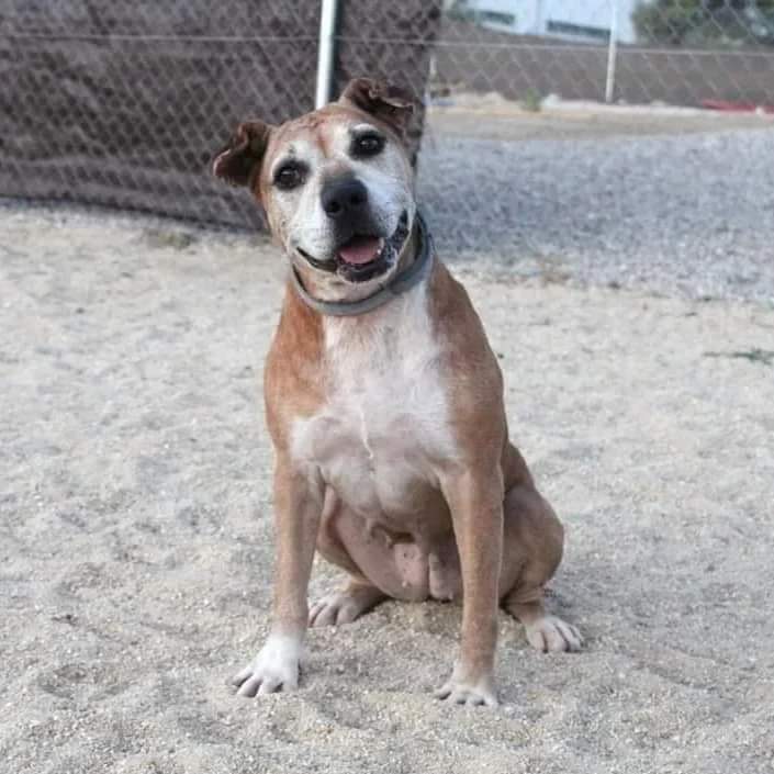 #Toledo Contacto; forms.gle/9KdiFeBRH9tXZP9 @ApaPppeludos #MAYA es nuestra abuelita preferida. Su vida no ha sido fácil. No sabemos mucho de su pasado, pero nosotros la sacamos de una perrera inundada. No sabemos cuánto tiempo llevaba allí. Tenía otitis crónica y alergias. Pero