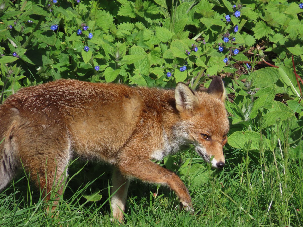📍Purley, Greater London, England, UK

A stunning Red Fox (Vulpes vulpes) transiting through a garden.

@WildlifeTrusts @WildlifeMag #RedFox #fox #wildlife #nature #wildlifephotography #NaturePhotography #countryside #NatureBeauty #NatureInspired #GreaterLondon #England #UK