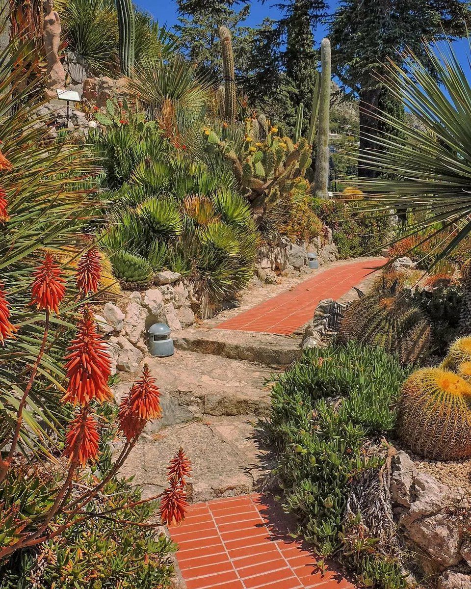 🇫🇷Quel bonheur que de flâner parmi les cactus du Jardin Exotique d’Eze ! 🥰🌵🌴
.
.
.
🇬🇧What a delight it is to stroll among the cacti in the Jardin Exotique d'Eze ! 🥰🌵🌴
.
.
.
📸ronny_gevenois.62 (IG)
#Eze
#Ezevillage
#CotedAzurFrance
#ExploreNiceCotedAzur