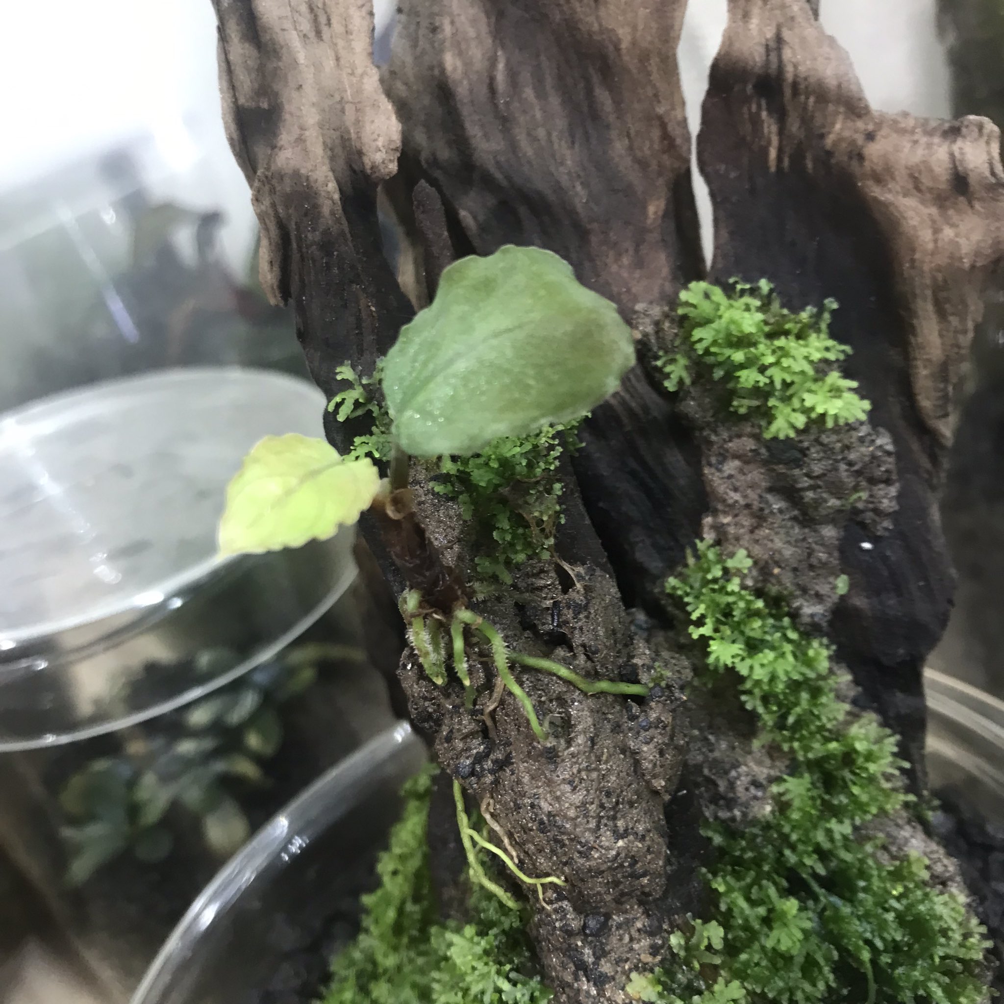 ホマロメナ サンシャイン ナタル グリフォン Homalomena sp 