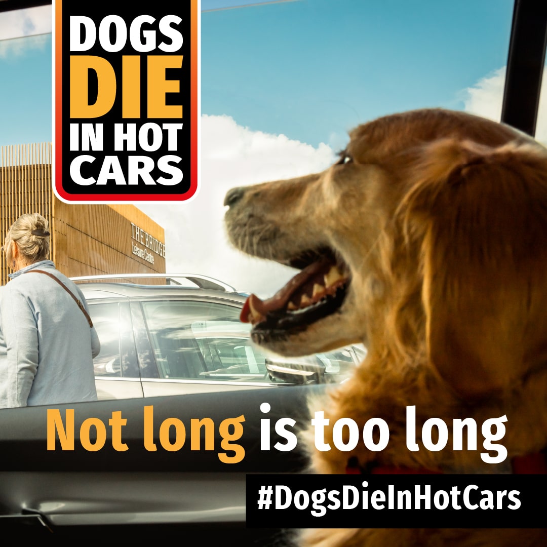 Temperatures inside
a car can quickly rise to deadly
levels, even with the windows
down. If you see a dog in a car,
dial 999 immediately. Let's keep
our furry friends safe and cool!
#DogsDieInHotCars #rspca #animalwelfare🌡🚗

For more information: rspca.org.uk/adviceandwelfa…