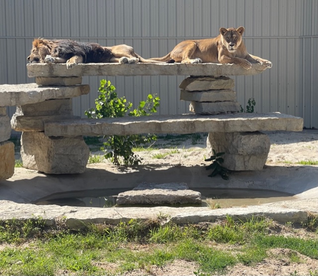 Sun kissed and loving the summer. We hope this describes you, too. Stop the by the King & Queen's courtyard during your next walk around the park. The zoo is open daily 9am-5pm. Lots of roars during those hours. #unleashtheadventureattimbavati #love #wisconsindellspride #zoo #fyp
