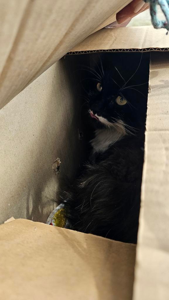 EmmanuelleChaze's tweet photo. Dior the cat was just evacuated from Vilcha, right next to Vovchansk, also under heavy shelling. 

His human mom showed me their house, saying she will probably never see it again. I couldn't ask her name because we had to leave in a rush, following an imminent shelling threat. https://t.co/hNJc5P2DcC