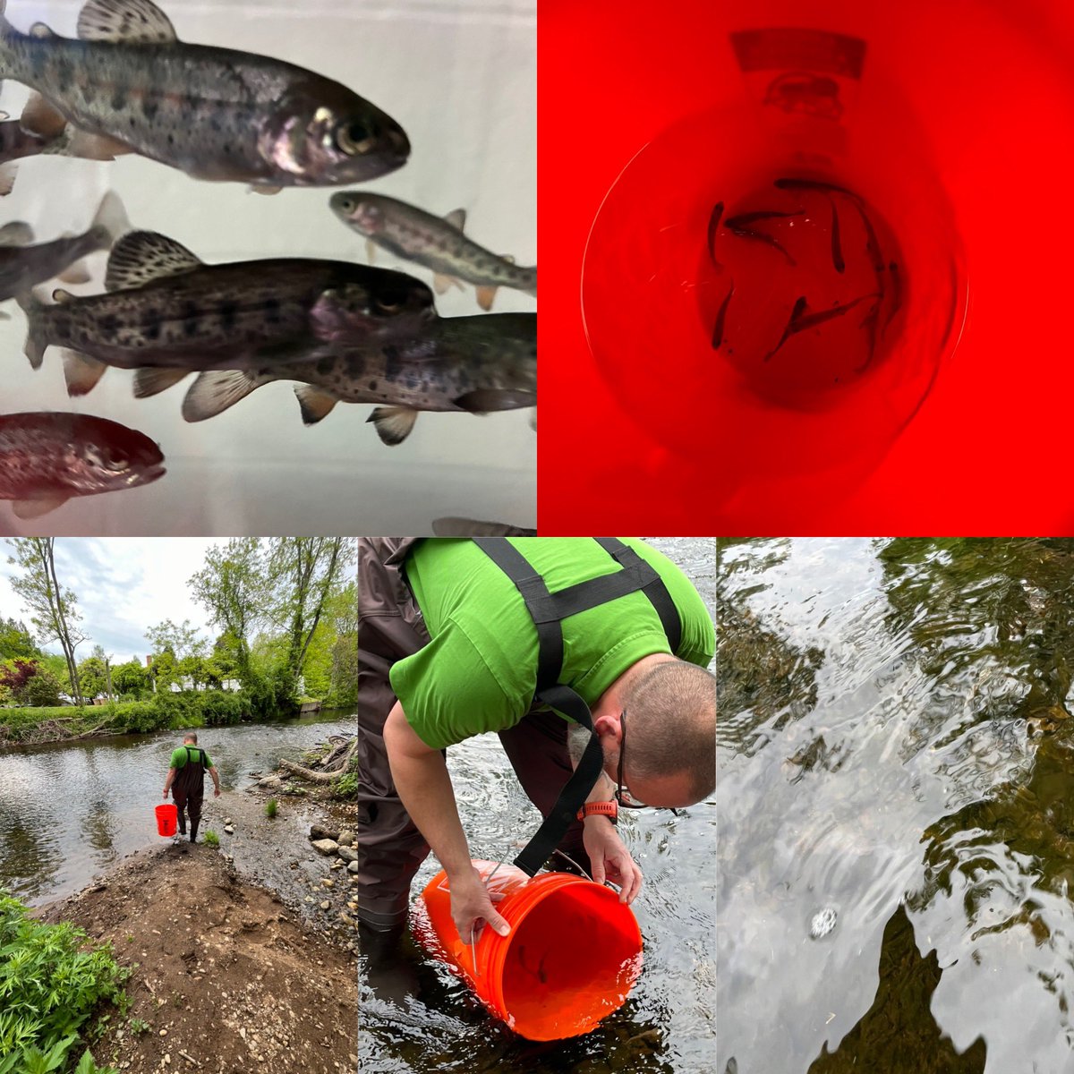 Twelve @WPSEisenhower rainbow trout were released in the Saddle River after school yesterday. A successful Trout in the Classroom year. Thanks to Trout Unlimited, Pequest hatchery and NJ Fish & Wildlife.