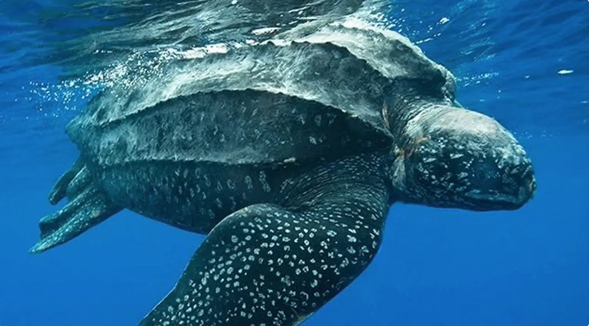 The #Endangered Leatherback turtle is the largest sea turtle. Leatherback turtles measure 4-8 ft long & weigh up to 2,000 Lbs. These giant turtles forage in the Mid-Atlantic Bight, putting them at potential risk of OSW activities. tinyurl.com/3ybs797d