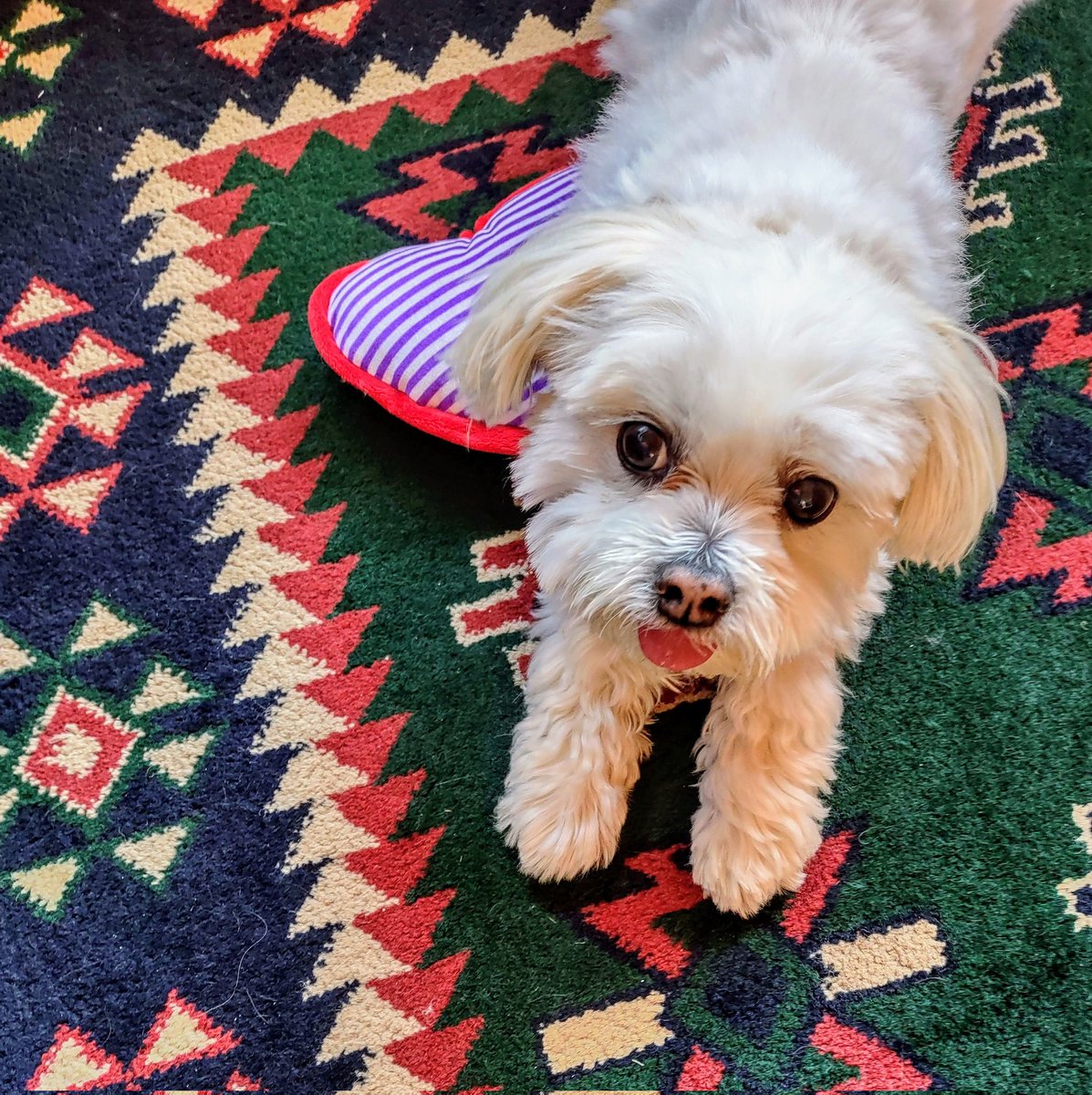 Happy big stretch #TongueOutTuesday Pals!👅 Hope's youse has a wonderful day!☀️🤗😚💖