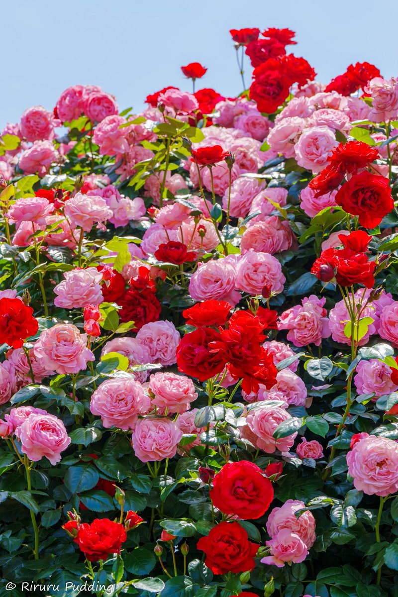 よい夢を🛋𓂃 𓈒𓏸◌ おやすみやす〜꜀( ꜆ᐢ. ̫.ᐢ)꜆ #おやすみなさい #写真好きな人と繋がりたい #TLをお花でいっぱいにしよう #薔薇