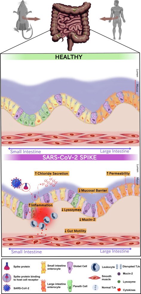 #Mucosalimmunology The Study suggested that damage to the GI tract caused by #SARSCoV2 contributes to a poor prognosis for the disease. In particular, #COVID19 has been linked to alterations in the microbiome and dysfunction of the intestinal barrier in human studies. This local…