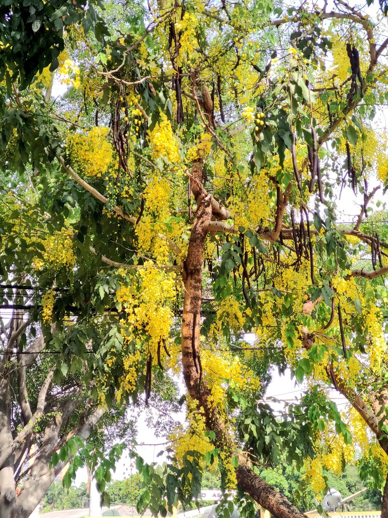 La Cassia fistula, conocida como Caña Fístola o lluvia de oro es un árbol nativo de Asia que en condiciones ideales puede alcanzar los 20m de altura, en #Maracay está presente en varios lugares, el de la foto está fte al Museo Aeronáutico, esquina del Sistema de Orquestas.