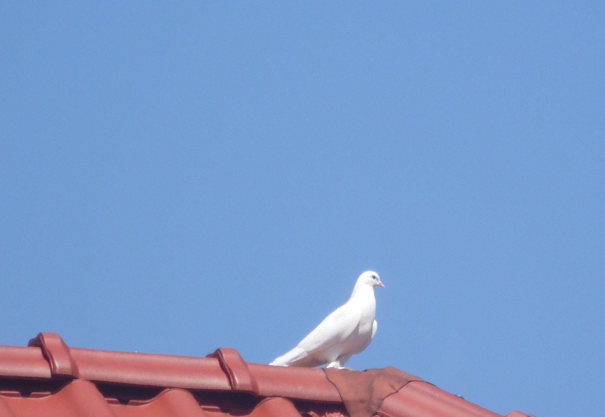 #Eilmeldung
Schwarm weißer #Tauben
Bereich Landhausstraße.
Wer vermisst seine #Vögel?