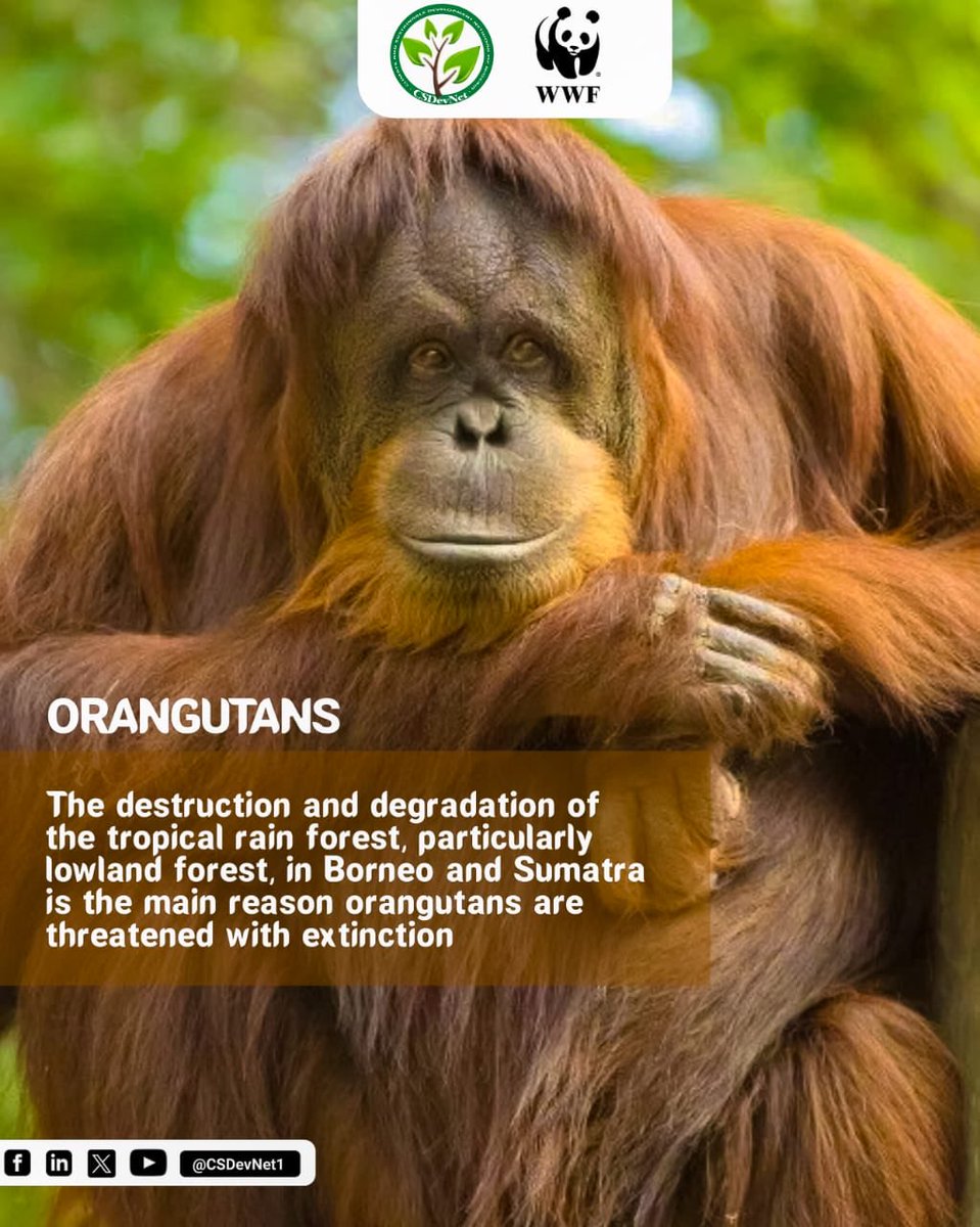 #DidYouKnow #ORANGUTANS🦧 are fascinating primates known for their intelligence and distinctive red hair. Sadly, they’re endangered due to habitat loss and illegal hunting. Conservation efforts are crucial for their survival. #Act4Nature #WhatHasChanged? @WWF @CSDevNet1