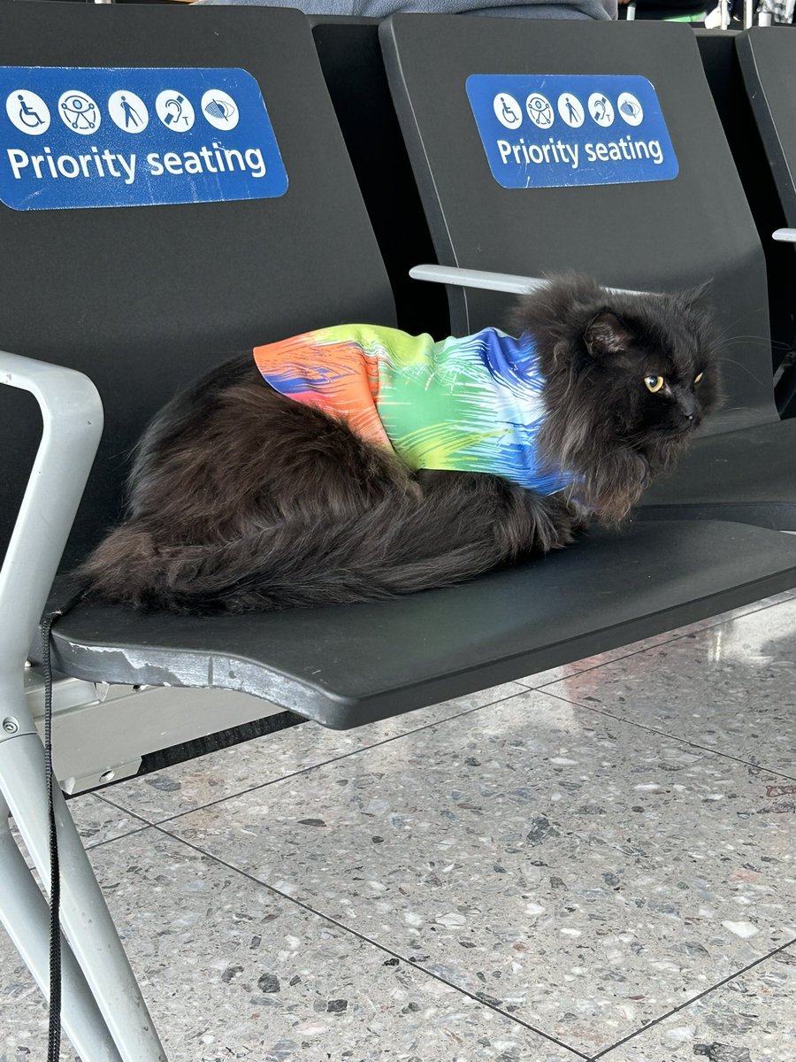 meow_london's tweet image. We are waiting for boarding. The staff thought it would be a good idea for me to stretch the paws… but can’t she read?!… that is where I should be! 😸

#cat #catrules #cattravel #airport #coolcats #funcat
