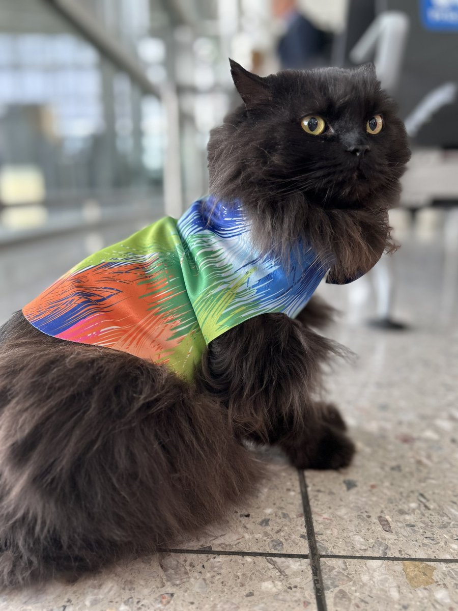 meow_london's tweet image. We are waiting for boarding. The staff thought it would be a good idea for me to stretch the paws… but can’t she read?!… that is where I should be! 😸

#cat #catrules #cattravel #airport #coolcats #funcat