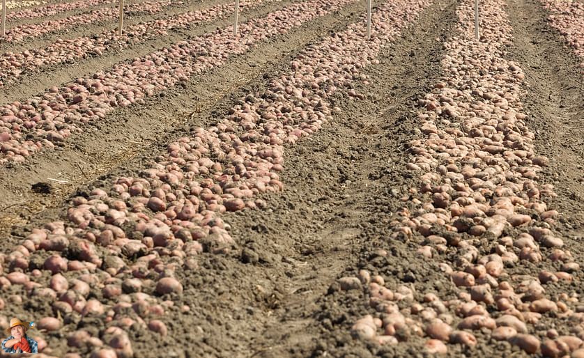 Government Grants EUR 80,000 for Research and Promotion in Spain #PotatoCultivation #Agriculture #GovernmentSubsidy #Research #Promotion #Sustainability #Spain #OIPACYL #AgriculturalInnovation In Spain, the government’s decision to allocate EUR 80,000 (... potatoes.news/government-gra…