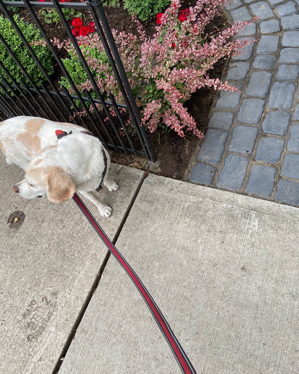 The #beagle has their own clearly defined opinions on when a walk should come to an end. #beaglefacts 📷 @TotzkeM / Twitter