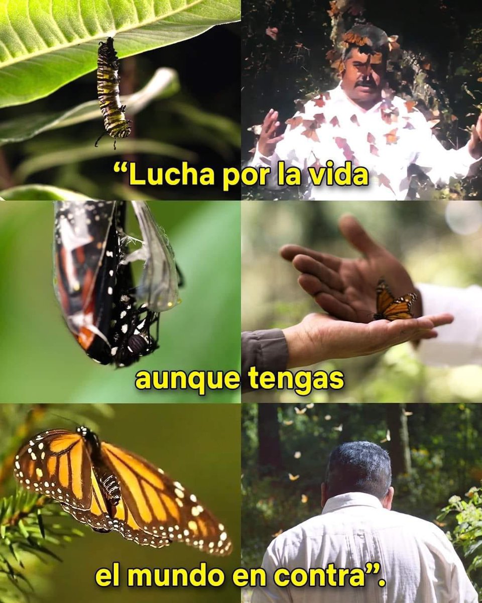 YA ESTA EN NETFLIX🥺 “Dicen que las mariposas Monarca son el alma de los muertos, dicen que Homero sigue cuidando de ellas.” 🦋 Documental que habla de Homero Gómez González, ambientalista y defensor del Santuario de la mariposa Monarca y los bosques de Michoacán. ‘El