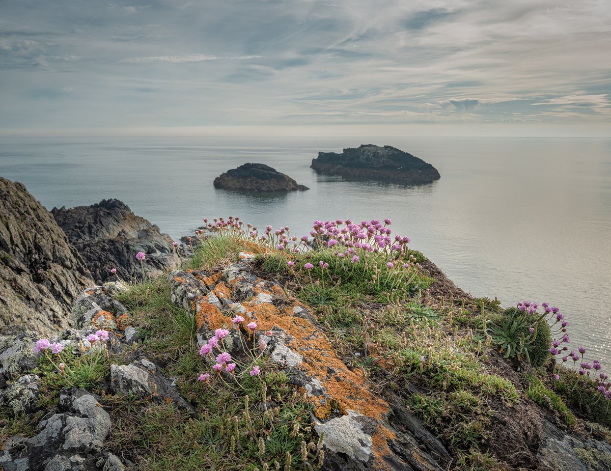 More pinks at Llanddwyn, Anglesey, from my latest video 😊👍
youtu.be/4C-ta-2ZfN8