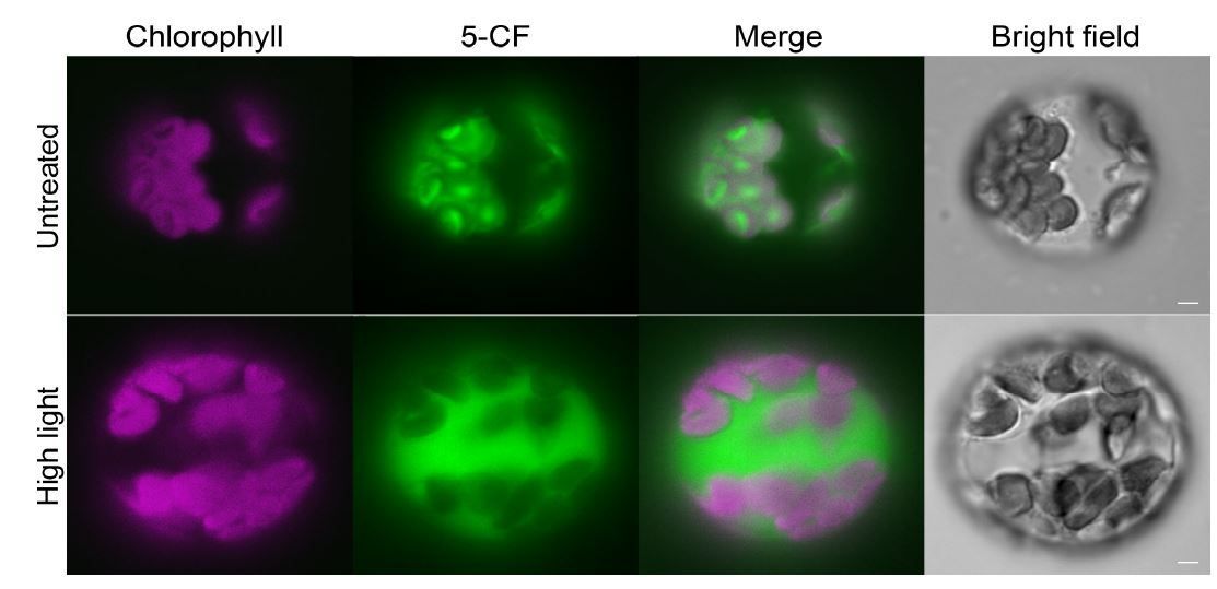 The Plant Cell (@theplantcell) on Twitter photo Letter to the Editor - Reply: Does the polyubiquitination pathway operate inside intact chloroplasts to remove proteins? (R Paul Jarvis, Jialong Li, Rongcheng Lin, Qihua Ling, Yuping Lyu, Yi Sun, Zujie Yao) buff.ly/3WAb7Un <a href="/ASPB/">ASPB</a> #PlantSci Letter to the Editor - Reply: Does the polyubiquitination pathway operate inside intact chloroplasts to remove proteins? (R Paul Jarvis, Jialong Li, Rongcheng Lin, Qihua Ling, Yuping Lyu, Yi Sun, Zujie Yao) buff.ly/3WAb7Un <a href="/ASPB/">ASPB</a> #PlantSci