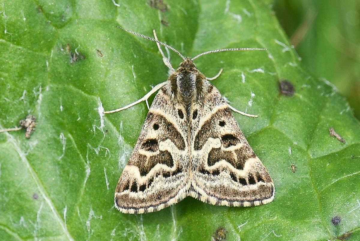 Mother Shipton With only 12 previous records for @FlamboroughBird it was nice to find this individual at Thornwick CP earlier this afternoon. A new Moth for me too @BC_Yorkshire @BritishMoths @DoubleKidney @YCNature