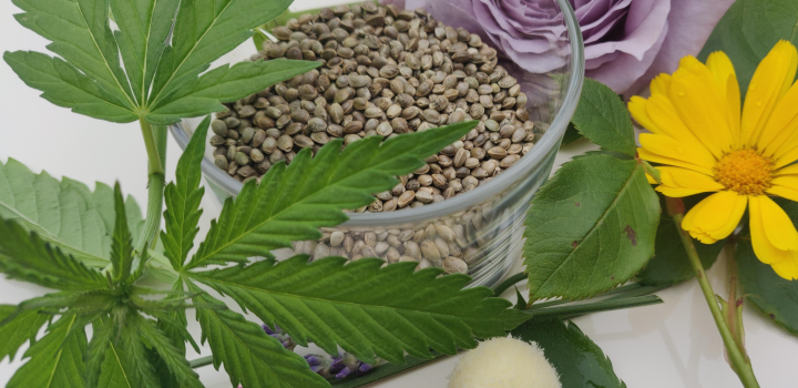 7% der Deutschen haben Samen gekauft #cannabis #CannabisLegalisierung #growing #hanf #cannabis #legalisierung #Legalisierung2023 #allgemein #nachrichten #wirtschaft hanfjournal.de/2024/05/14/7-d…