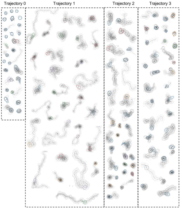 cellPLATO software for measurement and classification of cell behaviors based on cell morphology and motility, shows IL-15 increases migration behavior plasticity & different integrin ligands induce distinct NK cell migration forms @mace_em @mshanj doi.org/10.1242/jcs.26…