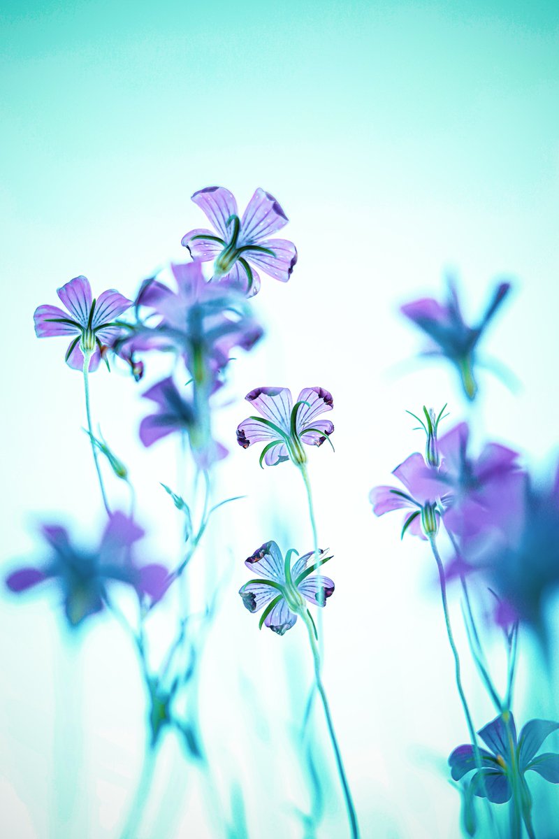 水墨画のように❀✿❀

ガラスのような🌸✨️