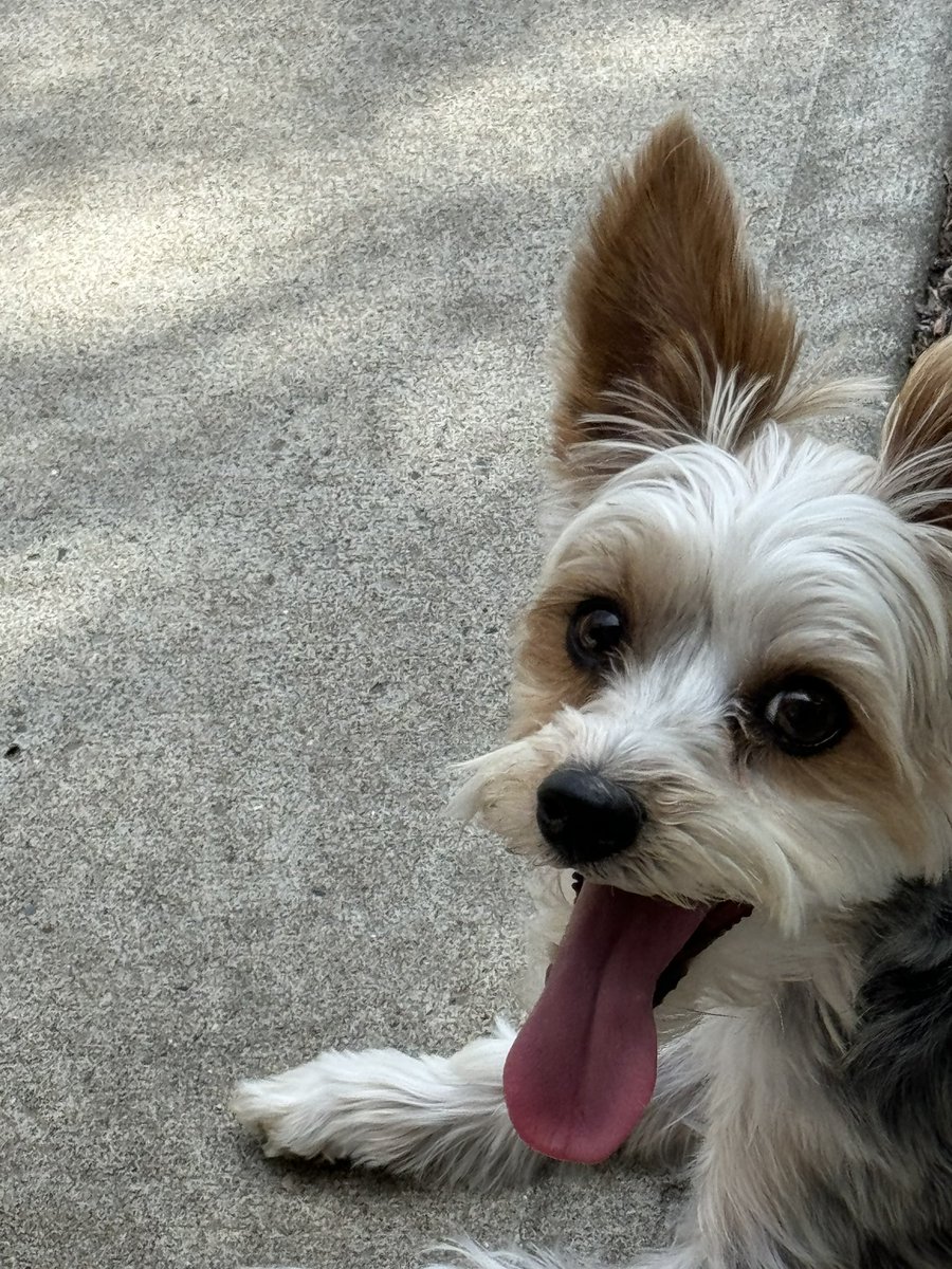 Gios cousin Harley celebrates tongue 👅 out Tuesday every day 😂😱🫶🏼🥰🐾💕👅