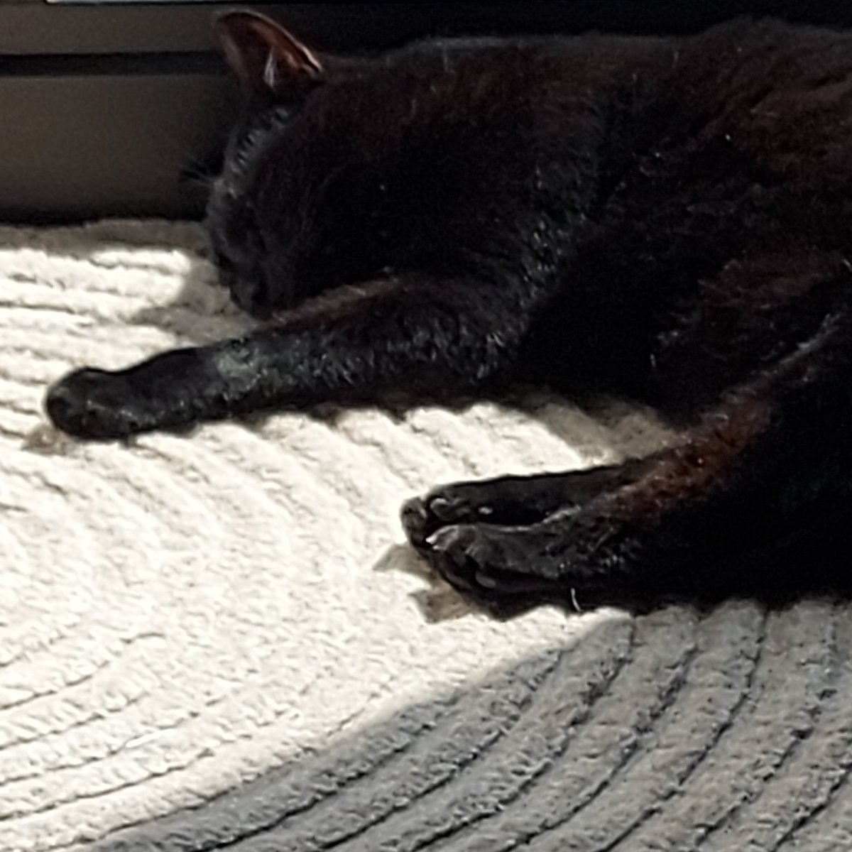 #ElkeDagEenFoto #Mei140524 #Oppassen Ze is zwart en luistert naar de naam Yuki. Nou ja, luistert... 🙃 En ik mag weer 2 weken voor haar zorgen 🥳🐈‍⬛🐾