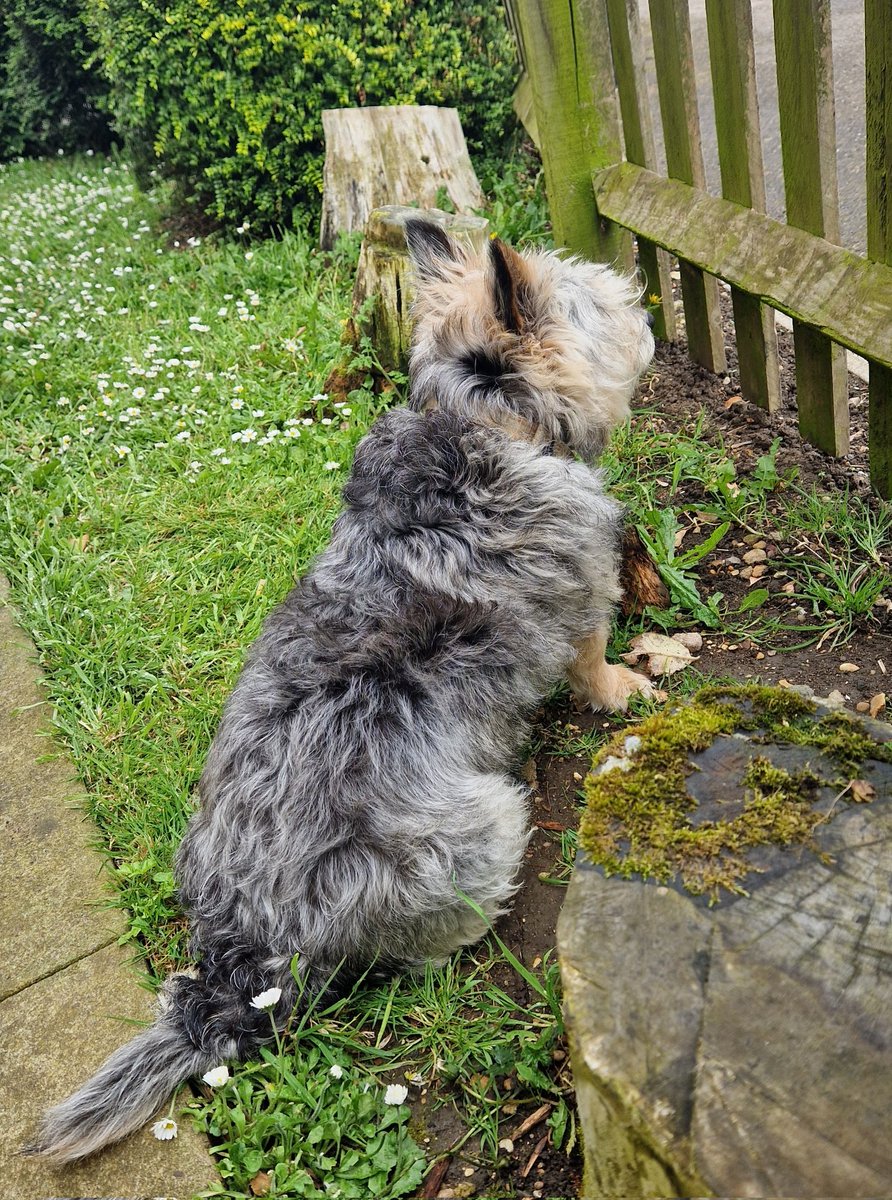 Rain stopped so I'm doing my side garden patrol using the tried and tested sit and stare tekneek....
#ZSHQ #BovverBoys
