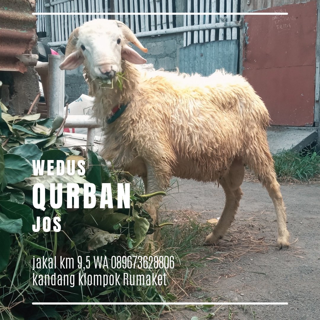 Area jogja yang mau berkurban, monggo wa saja #hewanqurbanjogja