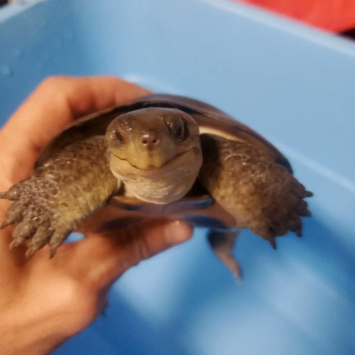 soda_jark's tweet photo. ちゃんねる鰐さんが
捕獲してきた
ヤエヤマイシガメお迎えしました🤗

希見る人懐っこくて可愛い😍😍😍

#ヤエヤマイシガメ https://t.co/MfD862A1iZ