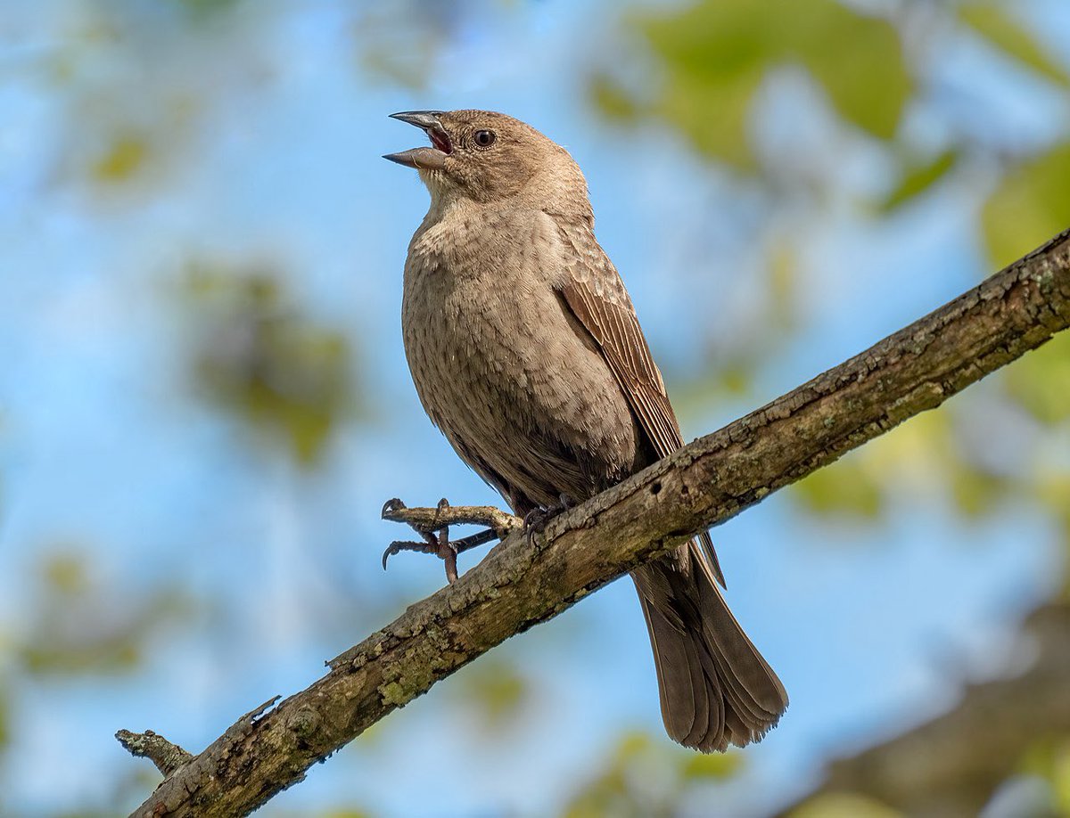 Cowbirds are brown birds of the family of new world blackbirds. Cowbirds are brood parasites. This means they lay their eggs in the nests of another species of birds, and often kill some or all of the eggs of the real nests’ children.

This parasitic behavior seems very familiar.