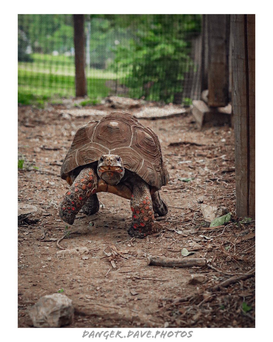Red-footed Tortoise, Sunset Zoo Manhattan Kansas. 
📸🐢❤️

#tortoise #sunsetzoo #manhattanks #photographer #photography #animalphotography #turtlelovers #teamcanon #kansas #zoo