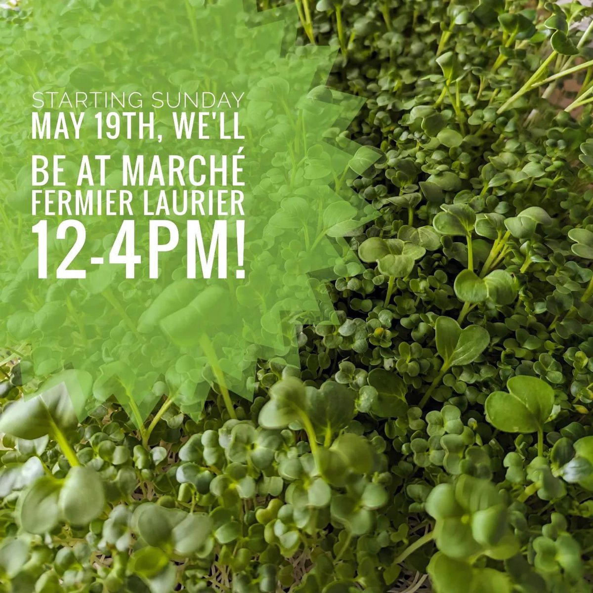 gridlockgreens's tweet photo. Plateau friends! Every two weeks we will be at Maison de L’ Amitie de Montreal Laurier Farmers Market starting this upcoming Sunday. Come get your greens ! 
📍 Outside the metro Laurier exit

#microgreens #urbanagriculture #farmersmarket https://t.co/9T8i1gf1ts