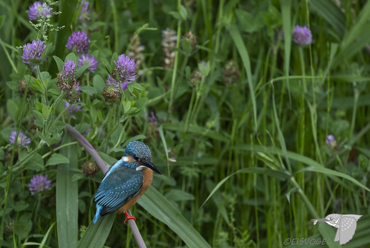 今日のカワセミ　 Eisvogel des Tages        
※春は様々な花とカワセミのコラボが楽しめます・・・
         
#カワセミ #野鳥撮影 #Kingfisher #Z9