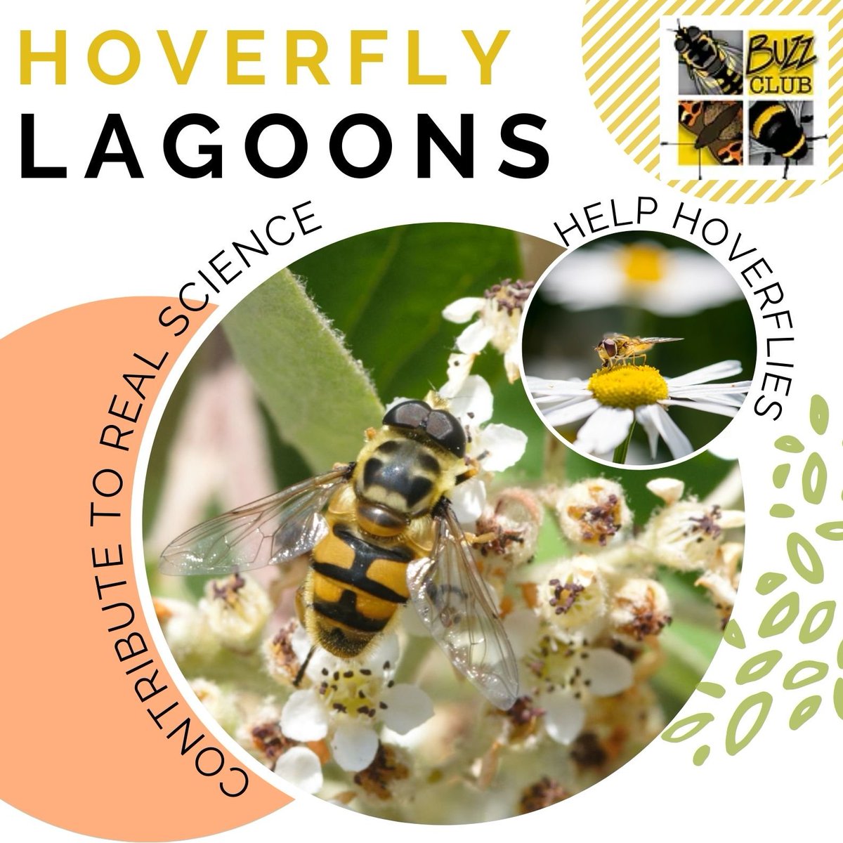 NEW PROJECT: Hoverfly Lagoons 2024 This year we want to know how ponds in gardens affect recruitment of hoverflies to Lagoons. If you don't have a pond don't worry - you can still take part! Find out more & sign up here: thebuzzclub.uk/hoverfly-lagoo… @HoverflyLagoons @EllenRotheray