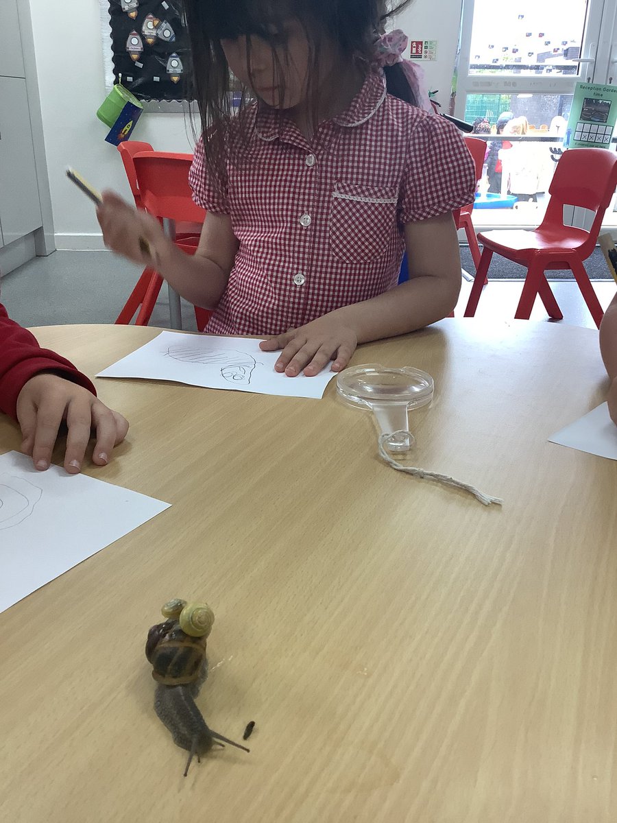 HasReception's tweet image. This afternoon @HasReception are investigating snails! We have created #ObservationalDrawings of our visitors  🐌 

#UnderstandingTheWorld
#ExpressiveArtsAndDesign
#EYFS