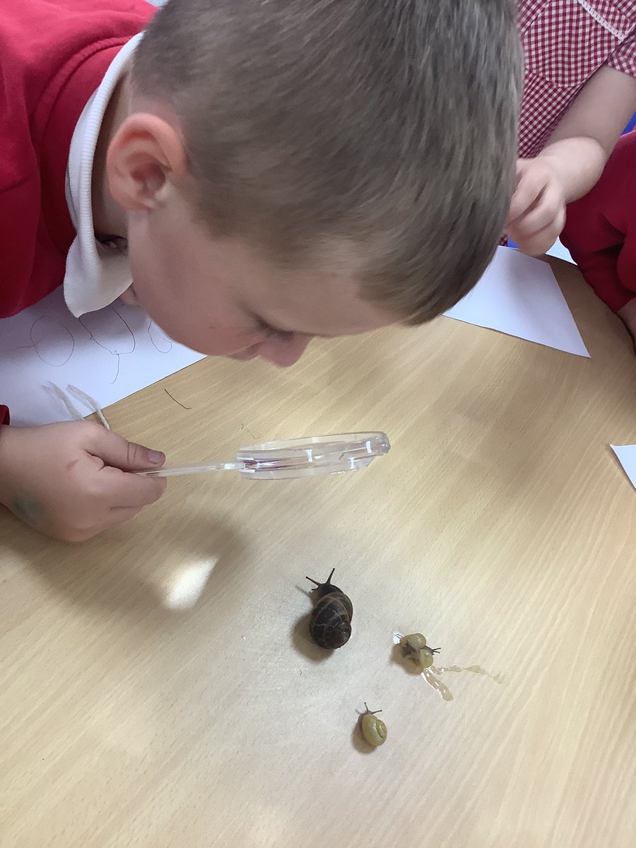 HasReception's tweet image. This afternoon @HasReception are investigating snails! We have created #ObservationalDrawings of our visitors  🐌 

#UnderstandingTheWorld
#ExpressiveArtsAndDesign
#EYFS
