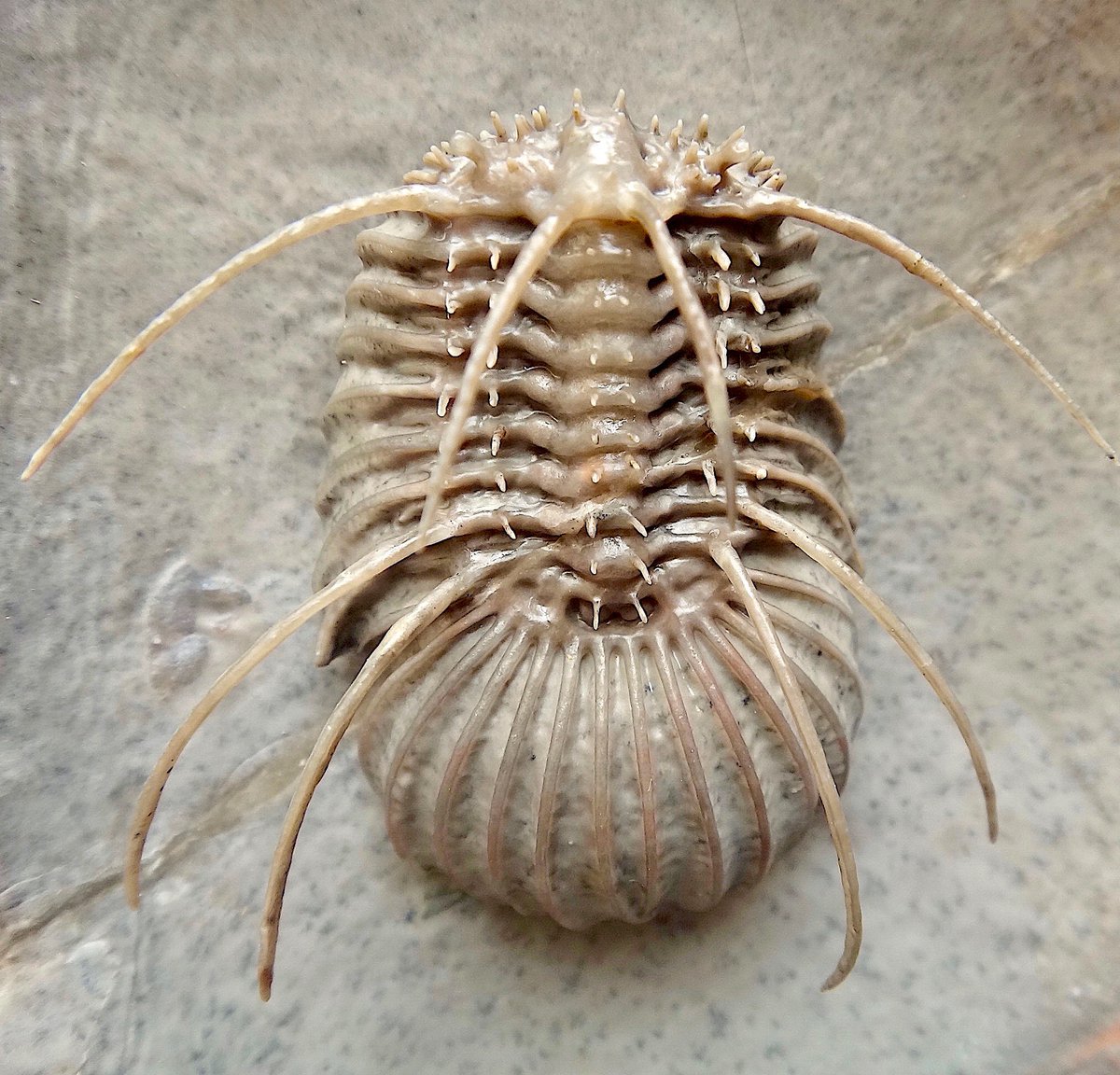 Even in my current state, #TrilobiteTuesday arrives on schedule, as it does every week.