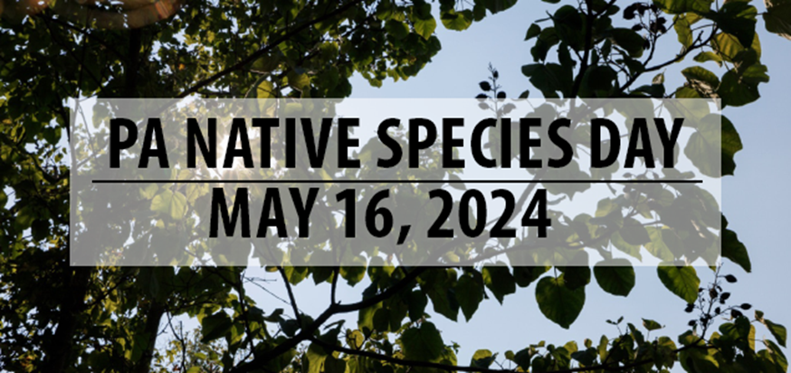 PennDOT is joining our state partners to recognize Native Species Day in PA on May 16! We encourage everyone to plan an activity or event to celebrate PA Native Species Day in 2024. To learn more about Native Species Day and find partner events, visit nativespeciesday.pa.gov.