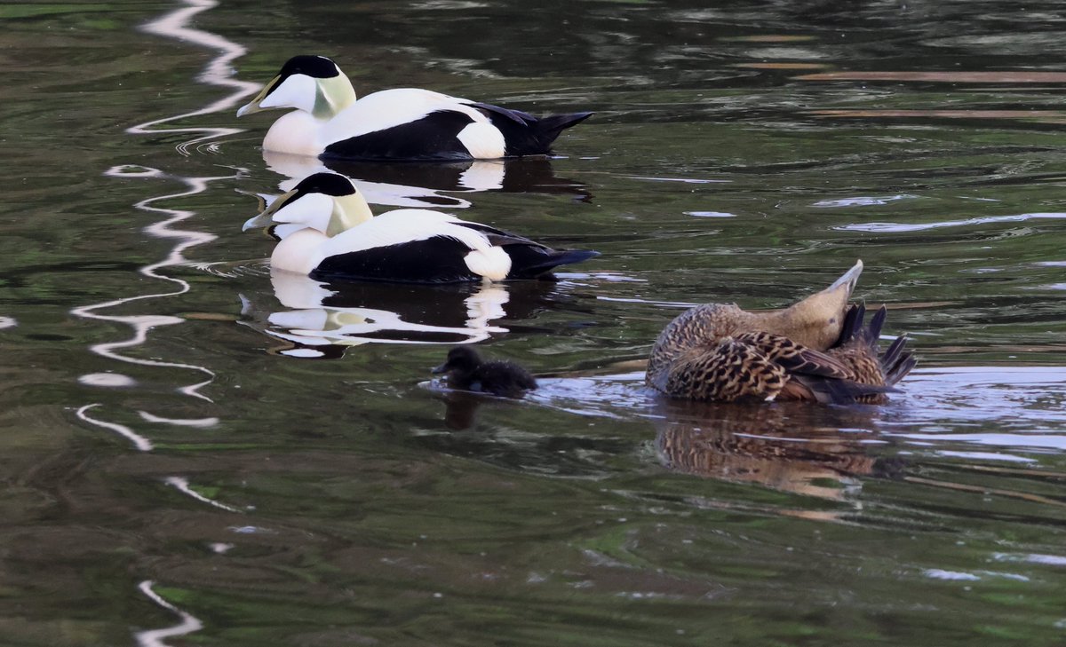 14 May. Musselburgh. Today's highlight was a Wood Sandpiper calling as it circled the new lagoons and Esk mouth before heading off high west. First Eider ducklings (4) over the past couple of days <a href="/birdinglothian/">Birding Lothian</a>