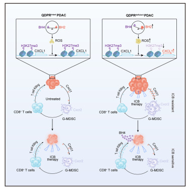 QDPR deficiency drives immune suppression in pancreatic cancer dlvr.it/T6sR0n