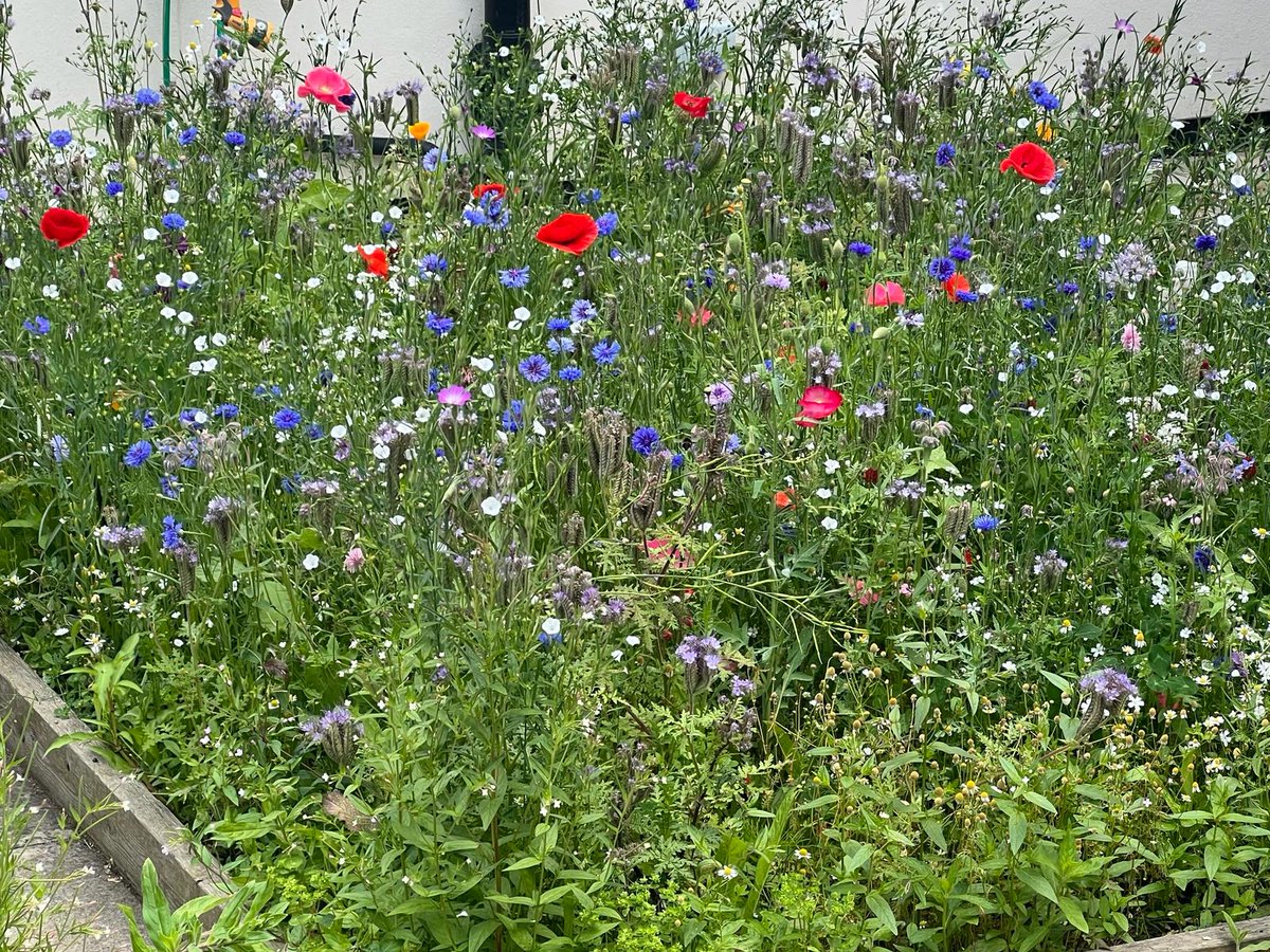 Don’t miss a trick in your garden with our tips to sow a wildflower meadow this year. It’s the most simplistic and cost-effective way to plant an area at home - gardencare.uk.com/planting-a-wil…

#gardencare #gardenlandscaping #landscaping #flowers #flowermeadow