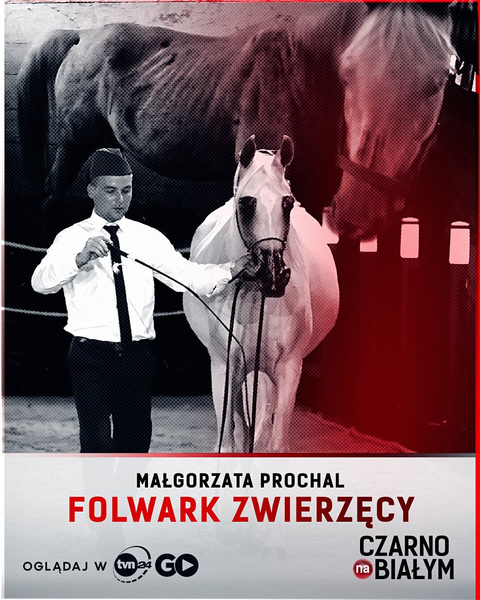 Były dumą Polski, a w 8 lat stały się symbolem wstydu i potrzeba nawet 20 lat, żeby odbudować stadniny koni po rządach PiS. Zwolnieni wtedy specjaliści jutro wracają, by z tą odbudową ruszyć - co pokazaliśmy dziś, czarno na białym. Obejrzyj w TVN24 GO⬇️ tvn24.pl/go/programy,7/…
