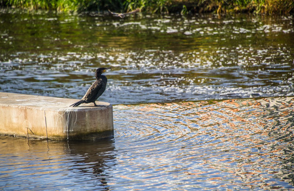 Cormorants, efficient fishermen, are increasingly common along UK inland waters. The last 30 years saw a significant rise in their numbers on UK coasts and estuaries. 🐦 Have you spotted any Cormorants along our canals and rivers before?👇